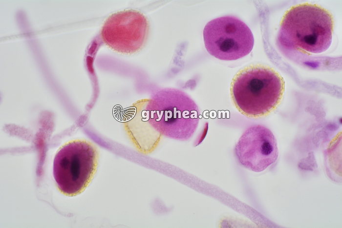 Pollen de Lys - germination x60 - gryphea.com